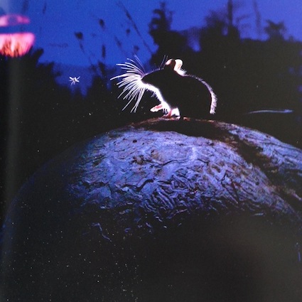 Mouse_and_Moon.JPG